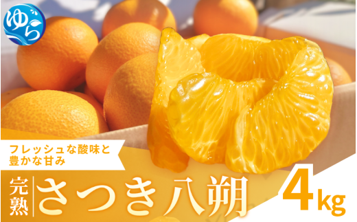【来シーズン先行予約】完熟さつき八朔 4kg【2026年3月下旬頃から発送予定】 / はっさく ハッサク 柑橘 由良町 果物 フルーツ くだもの 産地直送 和歌山【kzmn002】和歌山県由良町12000果物・フ