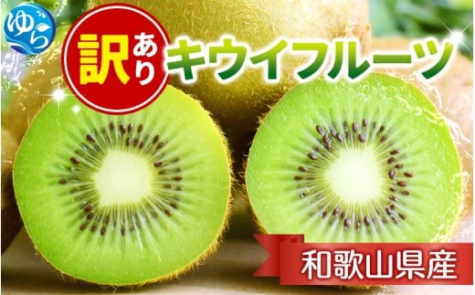 <11月より発送>家庭用キウイフルーツ2.5kg+250g(傷み補償分)【わけあり・訳あり・扁平果】 ※北海道・沖縄・離島への配送不可 / 和歌山 フルーツ 果物 キウイ キウイフルーツ おすすめ【