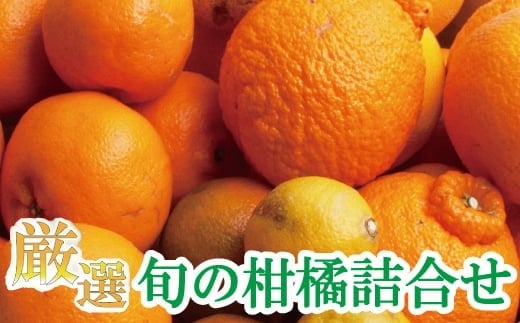 <1月より発送>厳選 柑橘詰合せ 5kg+250g(傷み補償分)【有田の春みかん詰め合わせ・フルーツ詰め合せ・オレンジつめあわせ】【光センサー選別】 / みかん 果物 フルーツ 柑橘 おすすめ