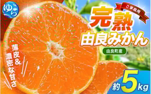 【先行予約】薄皮で濃い甘さ!完熟由良みかん【ご家庭用】5kg(混サイズ)和歌山県由良産※2025年11月下旬頃から順次発送予定(お届け日指定不可) / 柑橘 ミカン 蜜柑 甘い 由良町 フルーツ