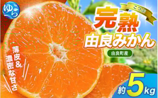 【 小玉 】薄皮で濃い甘さ!完熟由良みかん【こつぶ】5kg×1箱(2Sサイズ)和歌山県由良産※2025年11月下旬頃から順次発送予定(お届け日指定不可) / 柑橘 ミカン 蜜柑 甘い 由良町 フルーツ 果