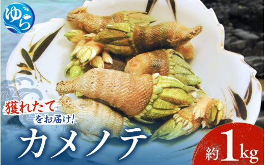 【素潜り漁師直送】海の珍味!カメノテ1kg 獲りたてをお届けします!【skmn010】和歌山県由良町19000魚介・海産物貝類