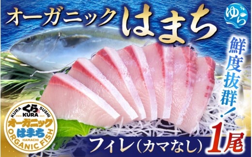 【くら寿司】オーガニック はまち 1尾 フィレ(カマなし)約2.1kg〜2.4kg  / ハマチ 丸ごと 刺身 数量限定 期間限定 ※2025年12月下旬〜2026年4月末まで順次発送【kura003A】和歌山県由良町28000魚介