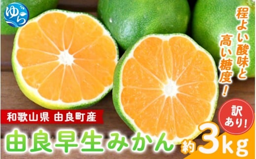 【訳あり】由良早生 みかん 約3kg / 和歌山  わけあり キズ 家庭用 サイズ混合 由良 ※2025年10月上旬〜11月上旬頃、順次発送予定【sml126B】和歌山県由良町9000果物・フルーツみかん・柑橘類