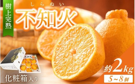 【贈答用化粧箱入】 不知火 樹上完熟 約2kg (5〜8個入)【2026年2月中旬頃から発送】【KG10】【kgr014】和歌山県由良町14000果物・フルーツみかん・柑橘類
