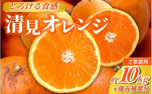 <2026年2月より発送>家庭用 清見オレンジ 10kg+250g(傷み補償分)【光センサー食頃出荷】【樹上完熟きよみオレンジ・清見タンゴール・清美】【わけあり・訳あり】 / オレンジ 清見 おれん