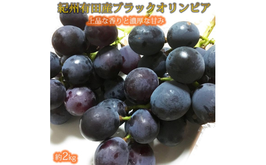 紀州有田産 ブラックオリンピア (ハチミツぶどう) 約2kg ※2026年8月中旬頃〜2026年9月上旬頃発送予定【UT107】【uot005】和歌山県由良町18000果物・フルーツマスカット・ぶどう