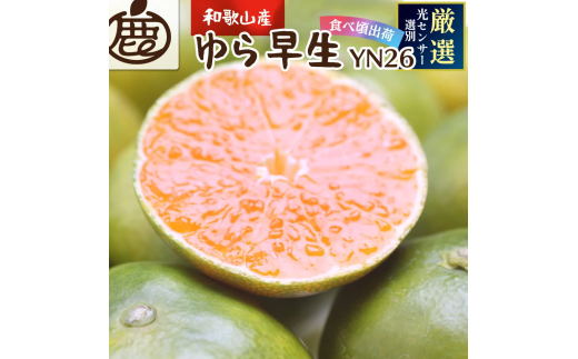 【先行予約】 プレミアム有田みかん10kg+250g(傷み補償分)10月より発送(ゆら早生)  光センサー選果 くだもの 果物 フルーツ 和歌山 みかん ミカン 【ikd213】和歌山県由良町25000果物・フルー