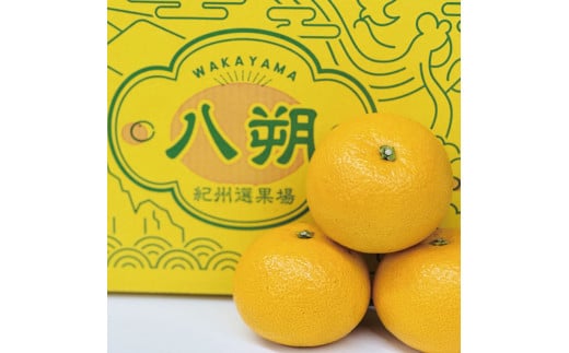 yV[Ys\zؐ͂10kg 2026N3{`\(͂ws) /  nbTN Rǒ k Ԍ a̎Ryjahd006za̎RRǒ18000ʕEt[c