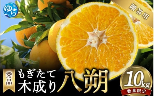 【来シーズン先行予約】【秀品】もぎたて木成り八朔 和歌山由良産  10kg 贈答用 ※2026年2月中旬頃に順次発送予定 / 和歌山県 由良町 フルーツ 果物 はっさく 柑橘 【ksmt001】和歌山県由良