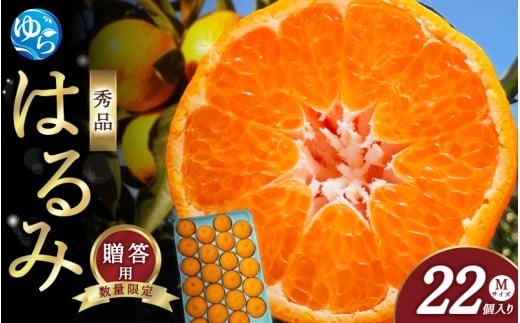 【来シーズン先行予約】はるみ 和歌山みかん 秀品 Mサイズ 22個入り 贈答用※2026年1月中旬頃に順次発送予定 / はるみ 柑橘 贈り物 フルーツ 果物 くだもの 食品 人気 おすすめ  由良町【ksmt013