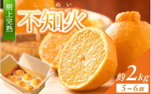 【限定】 不知火 樹上完熟 約2kg (5〜6個入)【2026年2月下旬頃〜4月中旬頃まで発送】 / 不知火 しらぬい デコポン みかん 柑橘 和歌山  家庭用 甘い【KG6】【kgr024】和歌山県由良町13000果物・