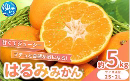 【来シーズン先行予約】農家直送  はるみみかん 約5kg S〜4Lサイズ混合 ※2026年2月上旬〜順次発送農家直送 / くだもの  果実  柑橘 果物 フルーツ 国産 和歌山県 由良町 ご家庭用 人気 おすす