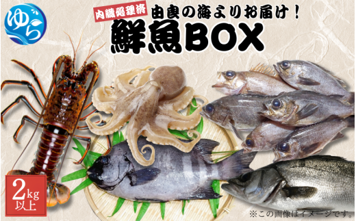 鮮魚BOX 内臓処理済み 2kg以上 (魚種おまかせ) /  魚 お魚 さかな 食品 海の幸 海鮮 カイセン 塩焼き 煮付け 内臓処理済み 冷蔵 海鮮類 焼き魚 タコ スズキ メバル 和歌山県 由良町 【skmn025】
