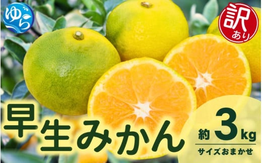 【先行予約】【訳あり】由良早生みかん(サイズおまかせ)約3kg【2025年11月初旬から順次発送予定】※北海道・沖縄・離島配送不可 / 温州みかん 蜜柑 ミカン 柑橘 由良町 果物 フルーツ 産地直