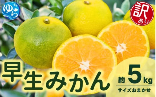 【先行予約】【訳あり】由良早生みかん(サイズおまかせ)約5kg【2025年11月初旬から順次発送予定】※北海道・沖縄・離島配送不可 / 温州みかん 蜜柑 ミカン 柑橘 由良町 果物 フルーツ 産地直