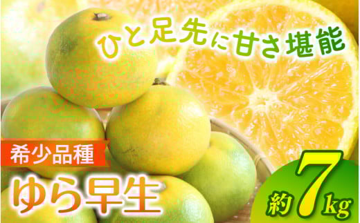 \光センサー選別/ 【先行予約】\数量限定/ 希少品種 ご家庭用 ゆら早生みかん 約7kgサイズ混合【2025年10月上旬頃より順次発送】/ みかん ミカン 和歌山県 柑橘 早生 甘い 蜜柑 フルーツ