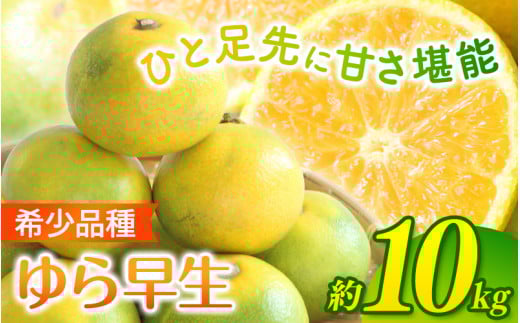 \光センサー選別/ 【先行予約】\数量限定/ 希少品種 ご家庭用 ゆら早生みかん 約10kgサイズ混合【2025年10月上旬頃より順次発送】/ みかん ミカン 和歌山県 柑橘 早生 甘い 蜜柑 フルーツ