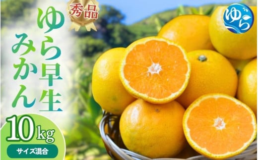 【先行予約】秀品 ゆら早生みかん 10kg 【2025年10月初旬〜順次発送予定】/ みかん ミカン 和歌山県 柑橘 早生 甘い 蜜柑 フルーツ 果物 くだもの 食品  産地直送 由良町 ゆら早生 早生みかん