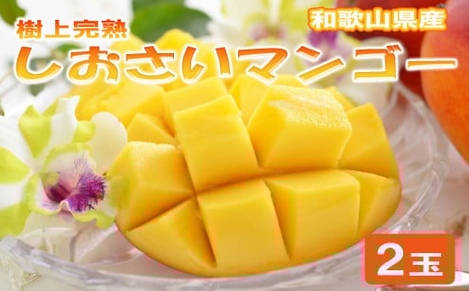 和歌山県産 樹上完熟しおさいマンゴー(2玉入り)※2026年8月上旬〜2026年8月下旬頃に順次発送【tecj1030A】和歌山県由良町19000果物・フルーツマンゴー・パイナップル