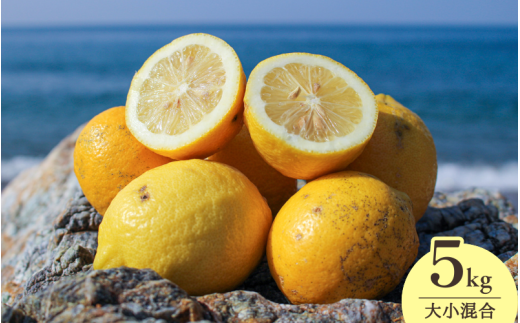 【来シーズン先行予約】和歌山県産完熟レモン(5kg・大小混合)皮まで使用可能!【2026年1月中旬より順次発送予定】 / れもん ノーワックス 柑橘 産地直送 由良町 和歌山【uttn019】和歌山県