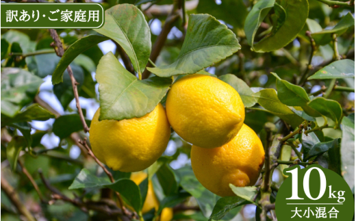 【来シーズン先行予約】《訳あり・ご家庭用》和歌山県産完熟レモン(10kg・大小混合)皮まで使用可能!【2026年1月中旬より順次発送予定】 / れもん ワケアリ ノーワックス 柑橘 産地直送