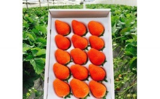 M-42  太良町産「かおりの」化粧箱1箱 生産者直送!朝採り苺! 太良町 かおりの 国産 佐賀県産 太良町産 いちご 苺 イチゴ 1箱 約450g 朝採り 化粧箱入り  果肉がジューシー 糖度高め  葉隠