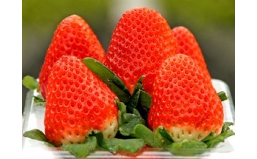 L-15  太良町産「かおりの」大粒2P 生産者直送!朝採り苺!佐賀県太良町9000果物・フルーツいちご