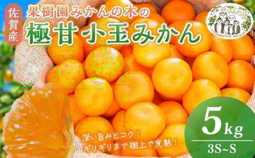 M-33 果樹園みかんの木の極甘小玉みかん 5kg みかん ミカン 蜜柑 温州みかん 完熟みかん 甘熟 柑橘 有機栽培 国産 佐賀県産 太良町 こだわり 贈答品 産地直送 詰め合わせ 小玉 極甘佐賀県太良