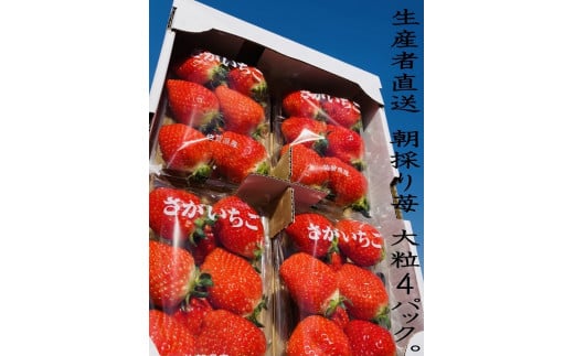 N-88 太良町産「かおりの」大粒4P 生産者直送!朝採り苺! 太良町 かおりの 国産 佐賀県産 太良町産 いちご 苺 イチゴ 甘い 4パック 朝採り 大粒 果肉がジューシー 糖度高め  葉隠工房 レト