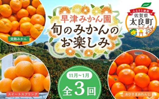 Q-40 早津みかん園 旬のみかんのお楽しみ3回定期便(11月〜2月)佐賀県太良町25000果物・フルーツみかん・柑橘類