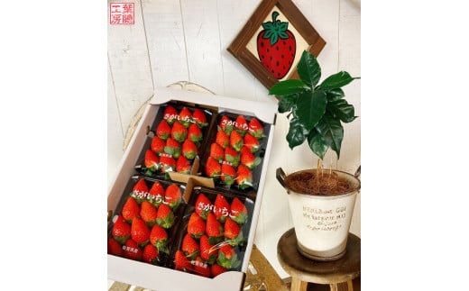 NB-5 太良町産「かおりの」ソフトパック4P 生産者直送!朝採り苺! 太良町 かおりの 国産 佐賀県産 太良町産 いちご 苺 イチゴ 甘い 約270g × 4パック 朝採り 果肉がジューシー 糖度高め  葉隠