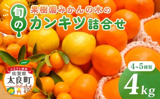 M103 果樹園みかんの木の旬のカンキツ詰合せ 約4kg 4〜5種類 みかん 詰め合わせ 柑橘類 柑橘 いよかん ポンカン みかん フルーツ くだもの 果物 佐賀県 太良町佐賀県太良町11000果物・フルー