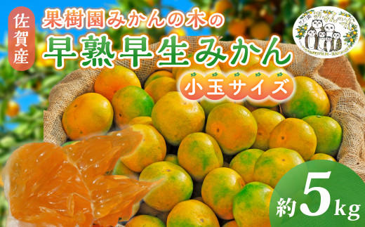 ys\zM104 ʎ݂̖؂̑n݂񏬋ʃTCY 5kg n nB݂ B݂  B ݂ ~J  B B~J t[c  ʕ