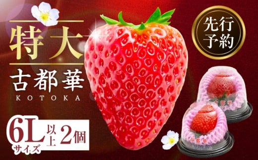 【2026年2月〜3月発送】贈答用:高級いちご「古都華」特大6Lサイズ以上2個 先行予約 ことか 甘い 糖度 濃い 濃厚 果汁 濃赤 香り 朝摘み いちご イチゴ 苺 フルーツ 果物 くだもの ご褒美 ご
