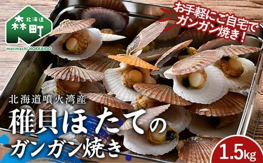冷凍稚貝ほたて ガンガン焼き 1.5kg 北海道噴火湾産 海産物 加工品 ほたて 帆立 ホタテ 魚介類 海鮮 森町 ふるさと納税 mr1-0981北海道森町12000魚介・海産物貝類