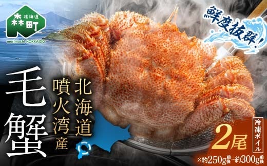 【11月発送】【訳あり】北海道・噴火湾産冷凍ボイル毛ガニ約300g前後×2尾 新物 2025年6月〜7月水揚げ 毛ガニ 毛カニ 蟹 かに かにみそ 海産物 海鮮 森町 mr1-1164北海道森町16000魚介・海産物カニ