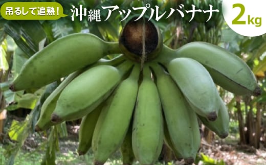 吊るして追熟!飾れる沖縄アップルバナナ2kg【1640917】沖縄県西原町10000果物・フルーツその他 果物・フルーツ