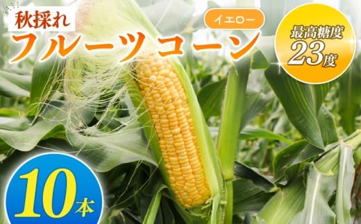 秋採れ 南国フルーツコーン イエロー種 10本 | とうもろこし セット 先行予約 国産 詰合せ 期間限定 数量限定 人気 高知県 南国市高知県南国市10000野菜・きのことうもろこし