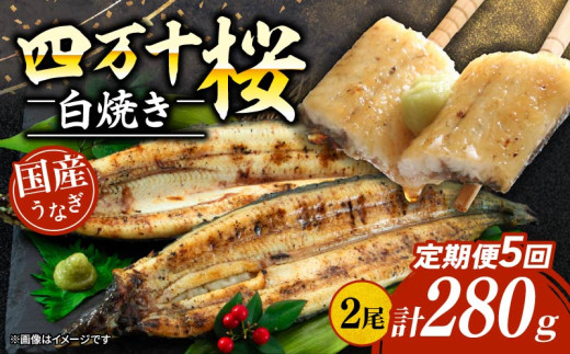 【贈答用】【5回定期便】極上国産うなぎ四万十桜 白焼き約140g×2尾 | うなぎ 鰻 ウナギ 白焼き 定期便 国産 四万十鰻 ウナギ 蒲焼き 調理済み タレ付き 頒布会 ギフト(お歳暮/お正月)高級