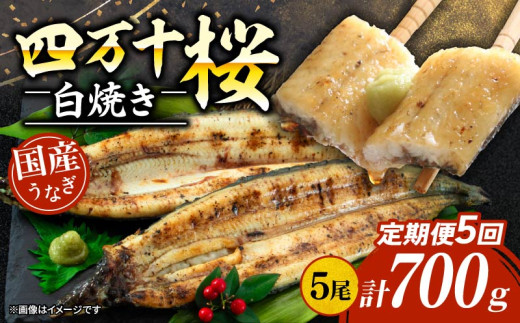 【贈答用】【5回定期便】極上国産うなぎ四万十桜 白焼き約140g×5尾 | うなぎ 鰻 ウナギ 白焼き 定期便 国産 四万十鰻 ウナギ 蒲焼き 調理済み タレ付き 頒布会 ギフト(お歳暮/お正月)高級