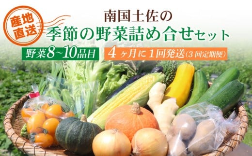 【4ヶ月に1回お届け 全3回コース】南国土佐の季節の野菜詰め合せセット | 定期便 セット 詰め合わせ 旬 やさい 野菜 卵 農家直送 お楽しみ かぼちゃ カボチャ キャベツ きゃべつ トマト とま