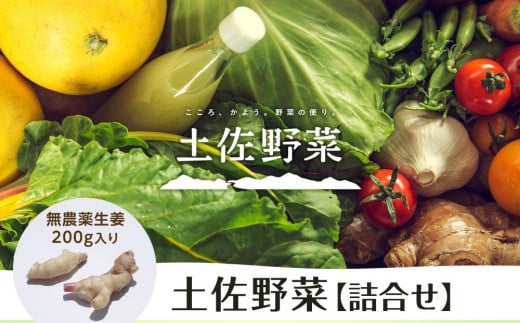 【土佐野菜】野菜の詰め合わせと無農薬生姜200g付き | 野菜セット セット しょうが 生姜 新鮮 野菜 人気 おすすめ 季節の野菜 高知県 南国市高知県南国市13000野菜・きのこその他 野菜