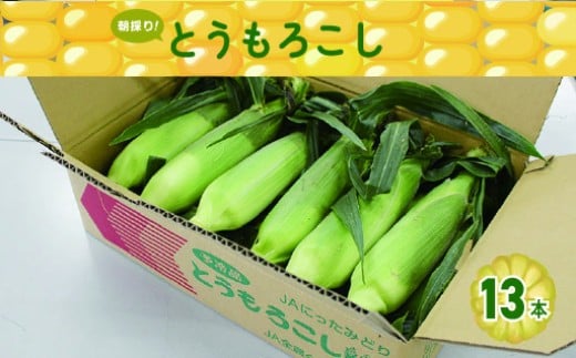 朝採りとうもろこし13本群馬県みどり市10000野菜・きのことうもろこし