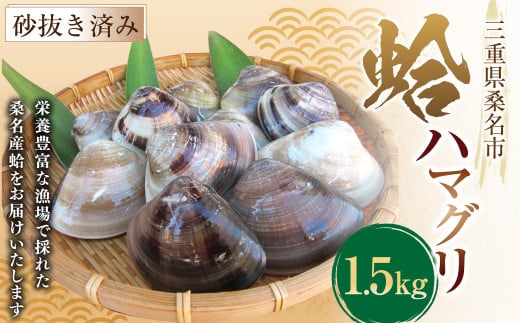 【指定日必須】 丸元水産 桑名産蛤 (ハマグリ) 1.5kg はまぐり 魚介 貝 魚貝 活はまぐり 焼きはま 海鮮 網焼き 酒蒸し お吸い物 パエリア パスタ 【2025年9月下旬から2026年6月下旬発送予定】