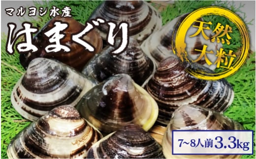 【指定日必須】マルヨシ水産 桑名産大粒天然蛤 3.3kg_はまぐり ハマグリ 魚介 貝 魚貝 活はまぐり 焼きはま 海鮮 網焼き 酒蒸し お吸い物 パエリア パスタ三重県桑名市520