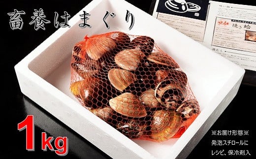 桑名はまぐり屋 蓄養はまぐり 3年〜6年もの 1kg_蛤 ハマグリ 魚介 貝 魚貝 活はまぐり 焼きはま 海鮮 網焼き 酒蒸し お吸い物 パエリア パスタ a*97三重県桑名市10000魚介