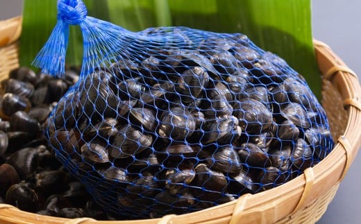 118ひぬま産採れたて大和しじみ【冷蔵】1.5kg茨城県茨城町10500魚介・海産物貝類