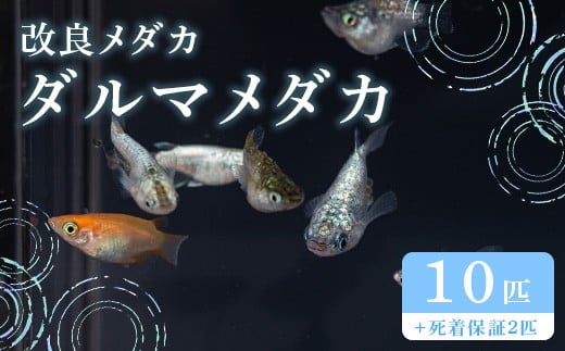 675 _J _}~bNX 10C ǃ_Jygn^߂z錧钬20000ߗށEiEH|ȋ iEH|i
