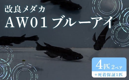 679 メダカ AW01 ブルーアイ 2ペア(4匹) 改良メダカ【トリハタめだか】茨城県茨城町14000衣類・装飾品・工芸品その他 装飾品・工芸品